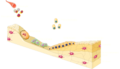 Bone regeneration - Bone remodeling cycle I - Endosteal sinus Monocyte Pre-osteoclast Osteocyte Osteoclast Macrophage Pre-osteoblast Osteoblast Bone-lining cell Osteoid New bone Old bone