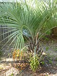 Butia odorata palm growing in Ocean Isle Beach, bearing both ripe and unripe fruit.