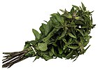 Mentha × piperita hybrid known as 'Chocolate Mint'