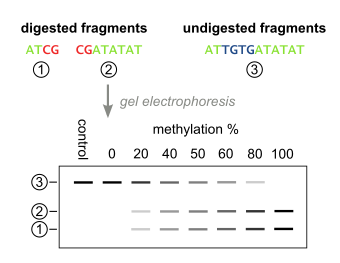 The quantification step of Combined Bisulfite Restriction Analysis, taking place after restriction digestion. The digested PCR fragments are separated and visualized by gel electrophoresis, and the DNA methylation level of the input DNA can be determined by quantifying the comparing the amount of DNA in the digested and undigested bands.