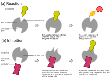 (a) Reaction: Het substraat bindt met de actieve plaats van het enzym. De reactie vindt plaats en de reactieproducten worden gevormd. (b) Inhibition: De inhibitor bindt met de inhibitorplaats van het enzym en vervormt de structuur van de actieve plaats. Het substraat zou nog kunnen binden met het enzym, maar de reactie wordt gehinderd.