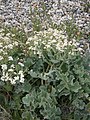 Crambe maritima