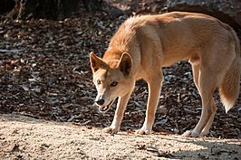 Dingo