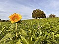 Feld mit Ramtillkraut und Sonnenblume am Zürichsee