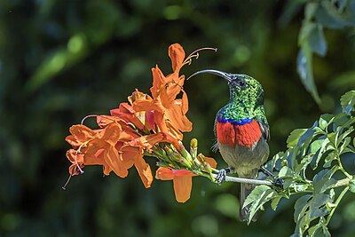 Greater double-collared sunbird (Cinnyris afer) male Mbombela.jpg