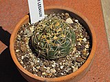 Gymnocalycium leeanum