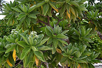 Closeup of leaves and flowers