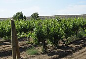 Vineyard outside Glenns Ferry