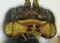 Female I. elbakyanae (head)