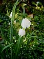 Leucojum aestivum