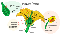 The parts of a flower, showing the stigma-style-ovary system.