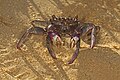 Metopograpsus latifrons from Karwar, India