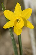 Blüte von Narcissus calcicola