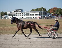 Horse pulling rider in harnessed cart