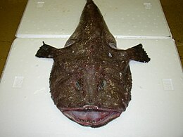 Lophius budegassa