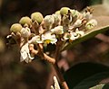 Solanum erianthum