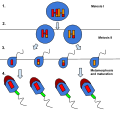 The process of spermatogenesis. 1. Primary spermatocyte 2. Secondary spermatocytes 3. Spermatids 4. Sperm