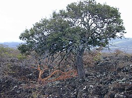 Diospyros sandwicensis