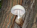 Volvariella bombycina