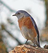 Western bluebird