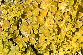 Xanthoria