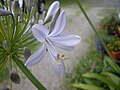 Agapanthus