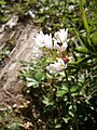 Allium roseum inflorescence