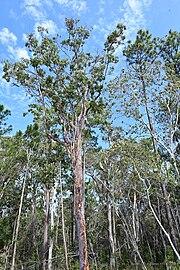 Mature Angophora leiocarpa