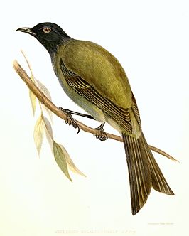 Chathambelhoningvogel