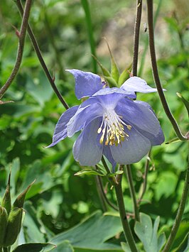 Aquilegia bernardii