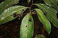 Ardisia polysticta