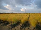 Spargelfeld um Bornheim nach der Ernte