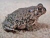 A brown frog with warty skin