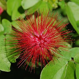 Calliandra