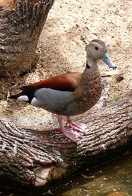 Vörösvállú réce (Callonetta leucophrys)