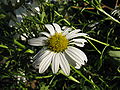 Chrysanthemum naktongense