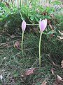 Colchicum speciosum