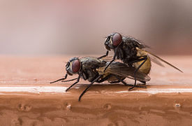 Copulating flies