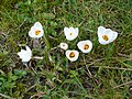 Crocus chrysanthus 'Snowbunting'