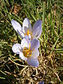 Crocus cancellatus close-up