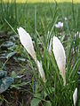 Crocus cartwrightianus 'Albus' closed