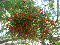 Fleshy cones of Kahikatea.