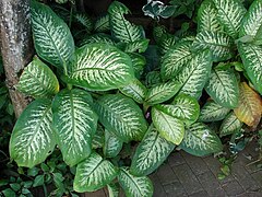 Dieffenbachia seguine ("dumbcane")