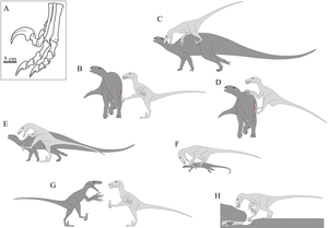 Schematic illustrations showing various ways a predatory dinosaur could have used its claws