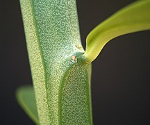 Kjertelforma akselblad hos Euphorbia pteroneura, vortemelkfamilien