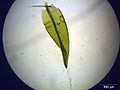 leaf, magnified 40 times, Photo by Kristian Peters