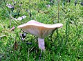 !Lactarius trivialis sin. bertillonii!