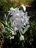 Flowers of Narcissus papyraceus