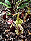 Nepenthes rafflesiana; Borneo, Sumatra, het Maleisisch schiereiland en Singapore