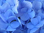 H. m. alüminyum sülfat çözeltisinin 'mavileştirici' etkilerini sergileyen 'Nikko Blue' yaprakları